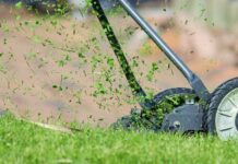 Zapach zieleni – roślinność wpływa na procesy w atmosferze