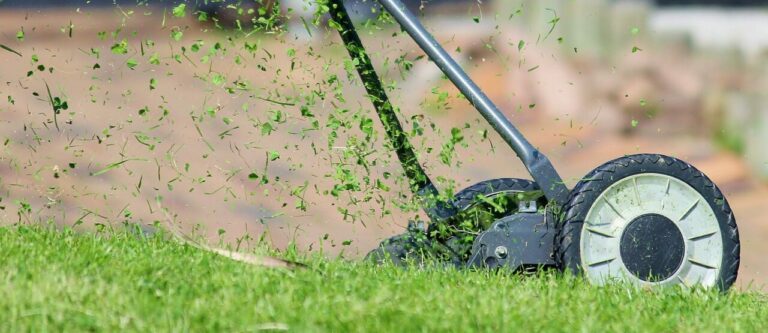 Zapach zieleni – roślinność wpływa na procesy w atmosferze