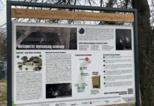 Spacer śladami nietoperzy możliwy w Lublinie