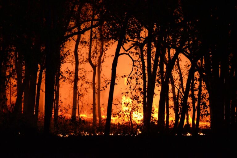 Konsultacje ws. planu przeciwpożarowego dla UNESCO Białowieża Forest