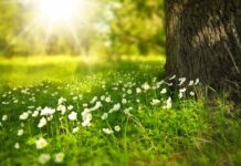 Bielsko-Biała: Park Włókniarzy do rewitalizacji. Miasto szuka wykonawcy