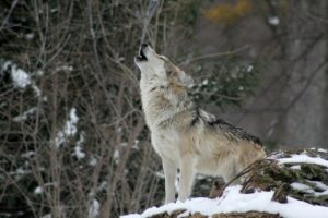 Wsparcie dla ochrony wilka i rysia w Polsce