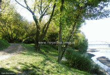 Toruń: Prokuratura zajmie się wycinką drzew na Kępie Bazarowej