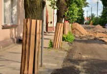 osłonięte drzewa przy remontowanej drodze