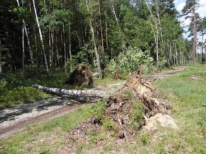 Wielkopolskie: ogromne zniszczenia po wichurach w lasach; leśnicy szacują straty