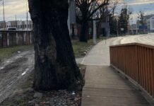 Chodniki przyjazne drzewom