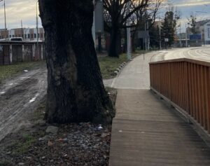 Chodniki przyjazne drzewom