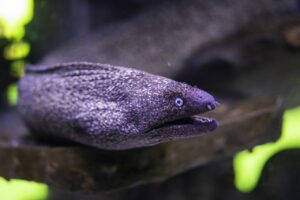 Opolskie zoo inwestuje w akwarium za ponad 25 mln zł