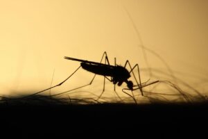 Komary uczą się unikać pestycydów już po jednorazowej ekspozycji