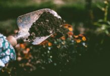 Glony glebowe wychwytują ok. 3,6 gigaton węgla rocznie