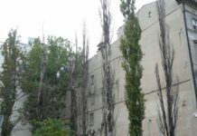Mechanizmy ochronne w przezwyciężaniu przeciążeń w życiu drzew