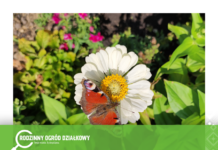 Lublin wspiera Rodzinne Ogrody Działkowe