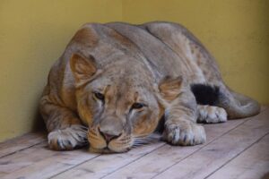Do poznańskiego zoo dotarły kolejne zwierzęta z Ukrainy