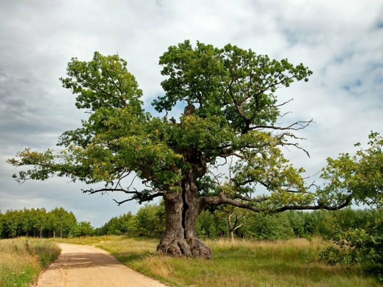 Dąb Dunin z Polski został Europejskim Drzewem Roku 2022
