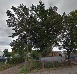 Elbląg: Poszukiwana nazwa dla pomnika przyrody