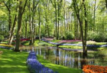 Holandia. Słynny park kwiatowy Keukenhof otwarty po dwuletniej przerwie