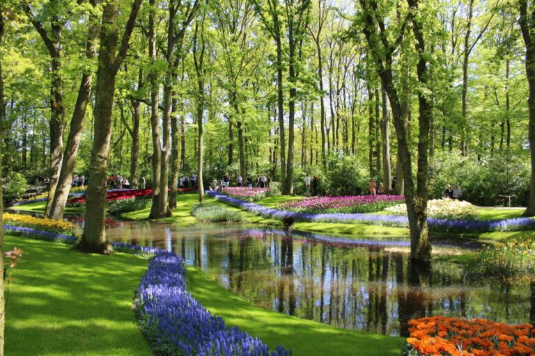 Holandia. Słynny park kwiatowy Keukenhof otwarty po dwuletniej przerwie