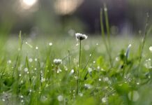 Urbanizacja wpływa na ewolucję życia – najnowsze badania