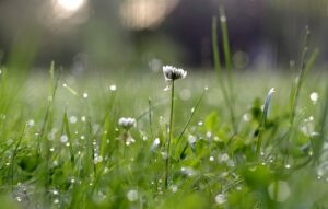 Urbanizacja wpływa na ewolucję życia - najnowsze badania
