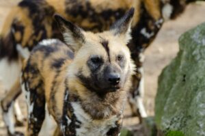 Skrócona procedura przywozu z Ukrainy zwierząt zagrożonych wyginięciem