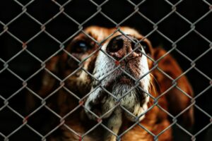 Kaliskie schronisko dla zwierząt przyjęło czworonogi z ukraińskiego Charkowa