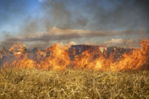 Warmińsko-mazurskie trawy wypalane na potęgę