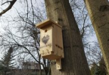 Katowice. Rozdają budki dla dziuplaków