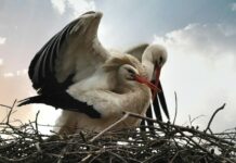 Kalkulator masy gniazda bocianów zminimalizuje zagrożenia dla dachów i słupów