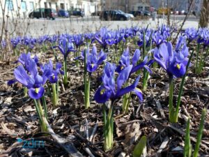 Poznań. ZZO rozda nasiona kwiatów z okazji Wiosny na Gratowisku