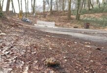 Szczecin: Uwaga, ropuchy!