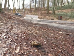 Szczecin: Uwaga, ropuchy!