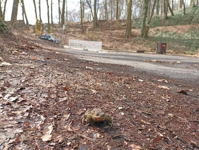 Szczecin: Uwaga, ropuchy!