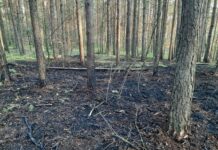 Szczecin: bezmyślna zabawa piknikowiczów. Efekt – pożar lasu