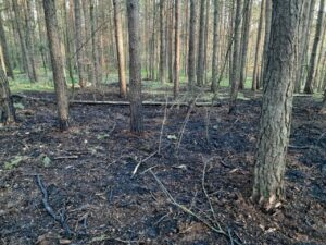 Szczecin: bezmyślna zabawa piknikowiczów. Efekt - pożar lasu