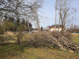 Kolejne próchnowiska w poznańskich parkach miejskich