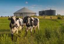 Biogazownie zerują ślad węglowy produkcji mięsnej