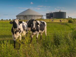 Biogazownie zerują ślad węglowy produkcji mięsnej