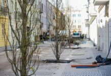 Tulipanowce na jednej z najbardziej znanych łódzkich ulic