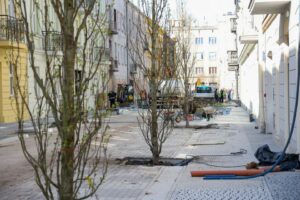 Tulipanowce na jednej z najbardziej znanych łódzkich ulic