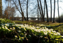 Rybnik będzie miał nowy park