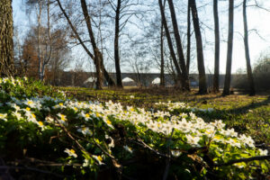 Rybnik będzie miał nowy park