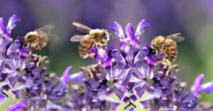Opryski zmieniają sposób, w jaki trzmiele i pszczoły „widzą” kwiaty