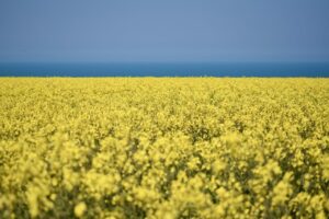 Kowalczyk: przyszła Wspólna Polityka Rolna przyczyni się do ochrony klimatu