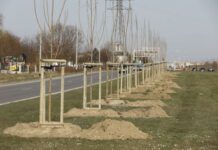 Pięćset nowych drzew w Gdańsku Nowe topole w Gdańsku