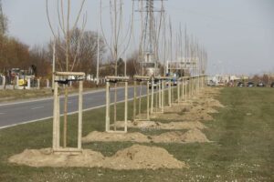Pięćset nowych drzew w Gdańsku
