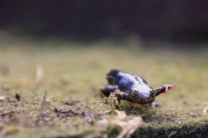 Biolodzy z Uniwersytetu w Białymstoku pomagają płazom w wiosennych migracjach