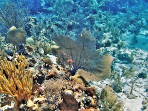 Karaibskie rafy zagrożone przez zmiany klimatu