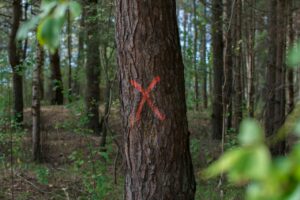 Usuwanie drzew lub krzewów przez osoby fizyczne z terenu nieruchomości wpisanej do rejestru zabytków