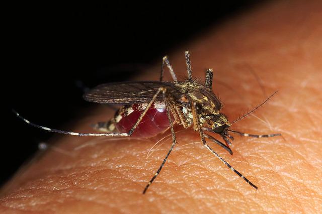 Warszawa kolejny rok bez oprysków przeciw komarom