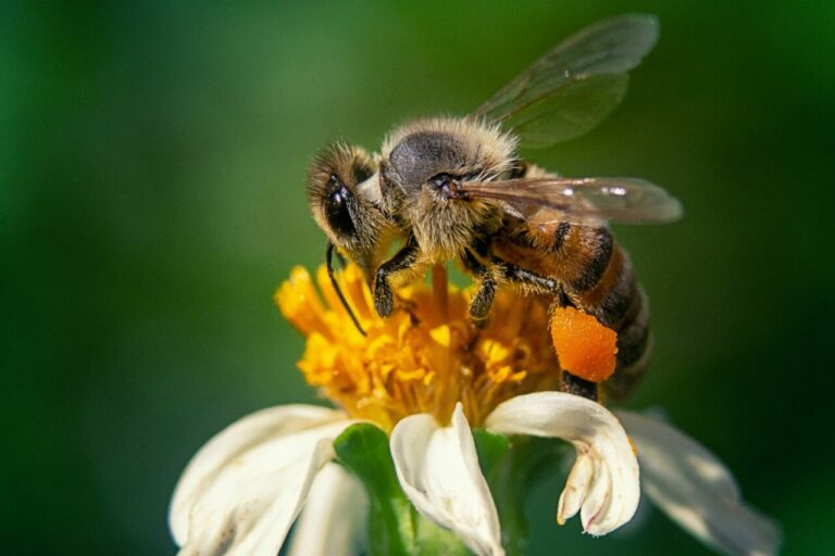 Dziś Światowy Dzień Pszczół. Bądźmy dla nich dobrzy, bo bez nich nie przeżyjemy